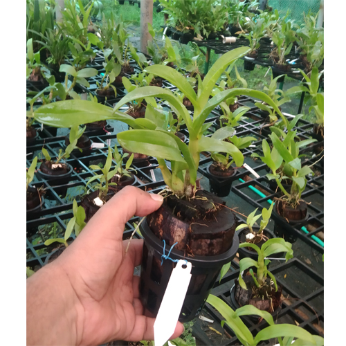 Dendrobium Angkran Red Splash Dendrobium Angkran Red Splash
